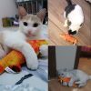 Juguetes Forma de Pez para Gato 3pcs - Imagen 4